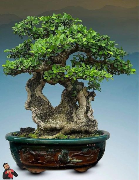 Faux Rock, Bonsai Trees, Bonsai Tree, Trees, Quick Saves, Nature