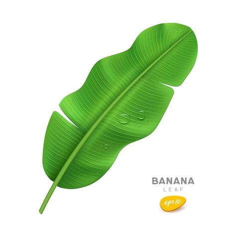 Banana leaf and water drop realistic des... | Premium Vector #Freepik #vector #tree-branch #green-tree #food-leaf #banana-plant Banana Leaf Decor, Banana Leaf Tree, Cooking Bananas, Leaf Clipart, Green Banana, Banana Tree, Leaves Vector, Leaf Decor, Banana Leaf