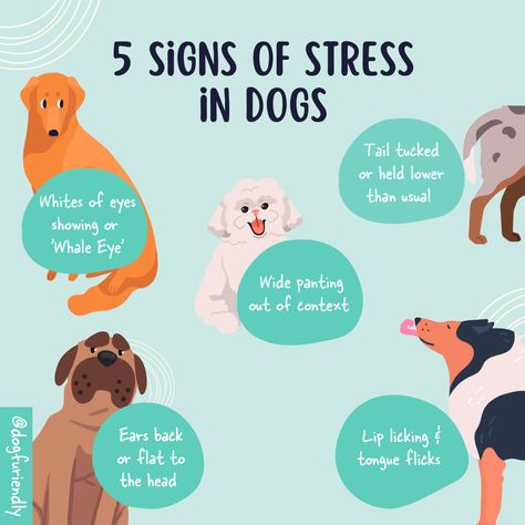 While it's important for us to manage our own stress levels, it's also important to be aware of our dogs' stress levels and how to read their body language and stress signals. 🐶💭⁠ ⁠ Dogs communicate through body language, and it's up to us to learn how to understand their signals. ⁠ Dogs may show signs of stress through behaviours such as panting, lip licking, yawning, amongst others. 👀⁠ ⁠ Dogs Body Language Signs, How To Massage A Dog, Dogs Body Language, Pet Shaming Signs, Dog Shame Signs, Aussie Poo, Fun Facts About Dogs, Indoor Dog Kennel, Dog Body Language