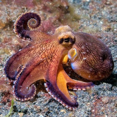 Pottery Octopus, Pretty Octopus, Underwater Reference, Real Octopus, Octopus Photography, Octopus Photos, Octopus Vulgaris, Coconut Octopus, Octopus Pictures