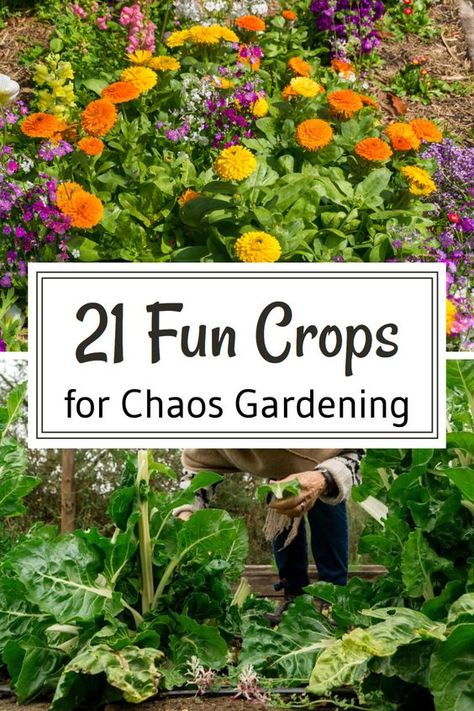 Chaos gardening benefits from a variety of crops that keep your garden wild and productive. Our blog lists 21 fun crops to plant. Save this pin for exciting and wildly beautiful planting ideas! Starter Garden Ideas, Free Garden Ideas, Gardening Benefits, Creative Garden Projects, Chaos Gardening, Cheap Garden Ideas, Colorful Perennials, Flower Garden Inspiration, Front Yard Design Ideas