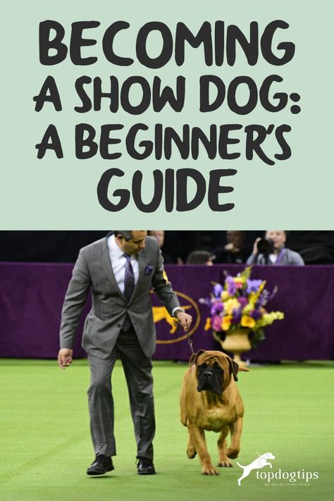 Do you think your fido has the potential to be a show dog that can rack up records? Then competing on a dog show is worth considering. Dog Shows, Bird Dog Training, Baby Treats, Can Rack, Behavior Tips, Show Dogs, English Coonhound, Bird Dog, Best Dog Training