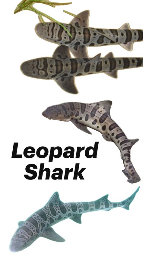 Biology Drawing, Teeth Covers, Leopard Shark, Shark Pictures, Leopard Wall, Ocean Backgrounds, Beautiful Sea Creatures, Animal Science, Cute Shark