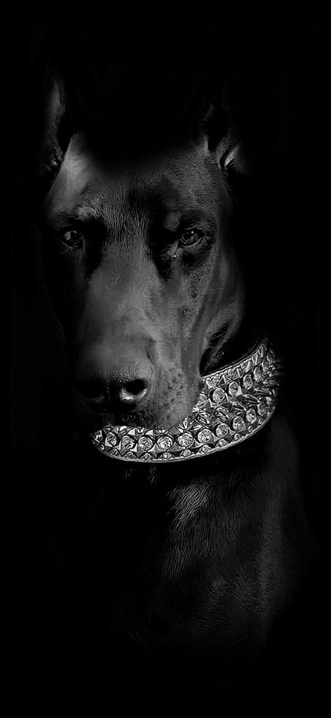 Doberman, wallpaper, dog, black white Dior Doberman Poster, Doberman Wallpaper, Black Vibe, Iphone Black, 8k Wallpaper, Doberman, Iphone Wallpaper, Poster Prints, Wallpapers