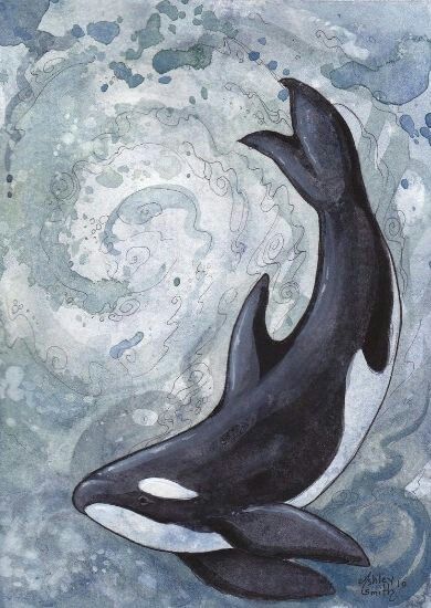 Orca Art, Whale Drawing, Whale Painting, Orca Whale, 그림 낙서, Shark Art, Whale Art, Orca Whales, Seni Cat Air