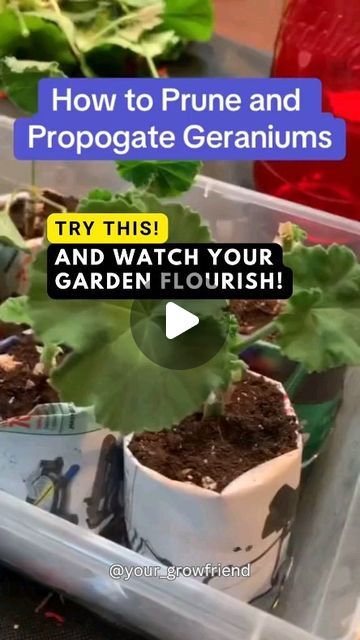 GROWFRIEND 🌿 on Instagram: "Follow us @your_growfriend for unique gardening insights.

Ready to transform your geraniums? Discover the secrets to pruning and propagating like a pro!🌿✂️
Please DM for proper credit or removal (rooftop2table)

#geranium #floweringplants #pruning #plantlover #plantpropagation #planttips #planthacks #homegarden #gardening #gardeninghacks #gardendesign #gardendiy #diygarden #homegarden #seeds #seed #seeding #harvesting #harvest" Propagating Geraniums, Geraniums Garden, Plant Hacks, Propagating Plants, Plant Lover, Geraniums, Like A Pro, Gardening Tips, Diy Garden