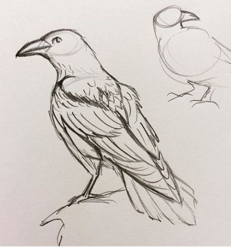 Animal Drawings Reference, Crow Art Reference, Raven Animal Art, Raven Art Reference, Anime Raven Bird, How To Draw Raven Birds, Bird Art Sketch, Raven Anatomy Drawing, Raven Drawing Sketch Simple