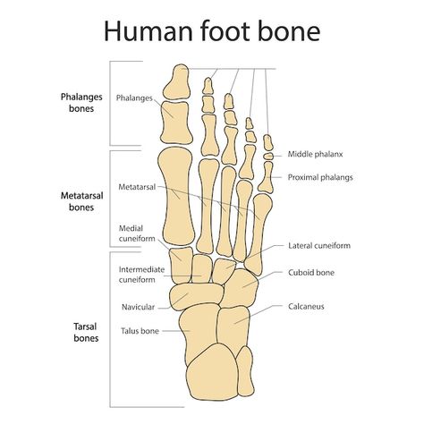 Foot bones anatomy of the skeletal syste... | Premium Vector #Freepik #vector #human-bones #foot-anatomy #anatomy #bone Skeletal System Anatomy, Human Skeleton Anatomy, The Skeletal System, Foot Anatomy, Human Legs, Anatomy Bones, Drawing Anatomy, Skeleton Anatomy, Basic Anatomy And Physiology