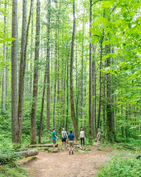 Sylva Nc, Forest Therapy, Japanese Practice, Healing Power Of Nature, Vision 2024, Relaxing Nature, Shinrin Yoku, Reconnect With Nature, North Carolina Travel