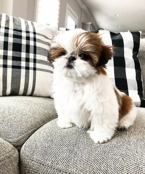 Puppies Shih Tzu, Shih Tzu Puppies, White Dog, Shih Tzu, Dogs And Puppies, Puppies, Dogs, For Sale, Animals