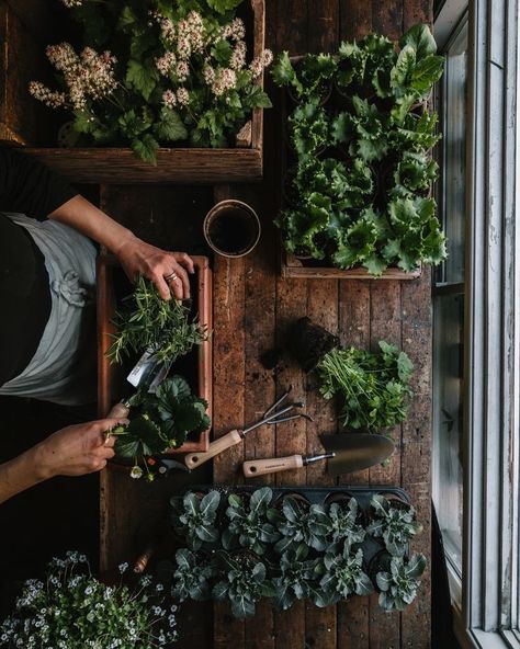 Garden Greenhouse, Garden Photography, Lukisan Cat Air, Images Esthétiques, Gardening Tools, Plant Mom, Kitchen Garden, Dream Garden, Herb Garden