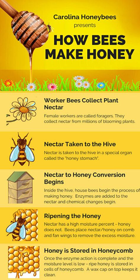 diagram how bees make honey step by step How Bees Make Honey, Honey Bee Facts, Bee Themed Classroom, Bee Activities, Bee Classroom, Preschool Art Projects, Worker Bee, Bee Colony, Purple Turtle