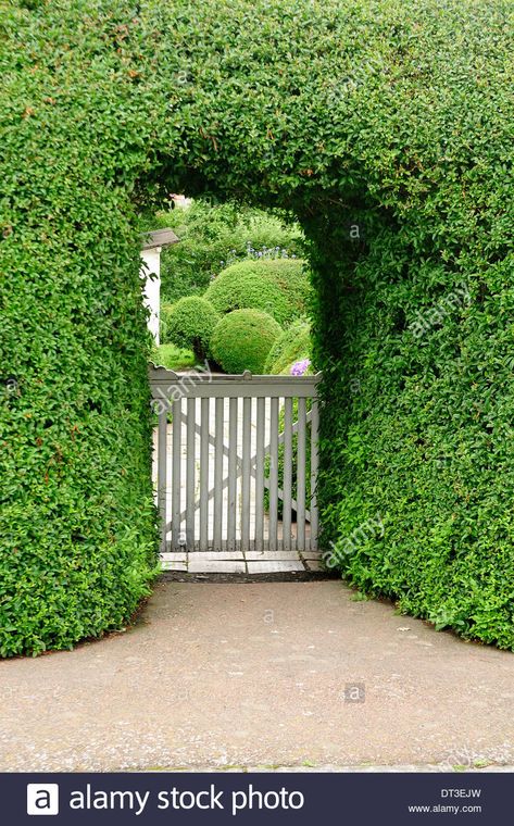 Hedge Arch with Gate Stock Photo Hedge With Gate, Front Yard Hedges, Hedge Fence, Gate Images, Vegetable Garden Planner, Garden Hedges, Walkway Landscaping, Jungle Gardens, Front Gates