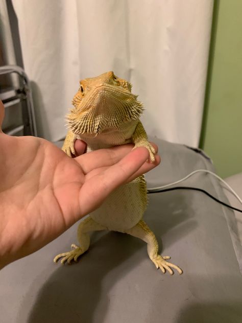 Bearded Dragon Aesthetic, Reptile Aesthetic, Bearded Dragon Funny, Dragon Aesthetic, Bearded Dragon Cute, Reptile Care, Cute Lizard, Dream Pet, Doctor For Kids