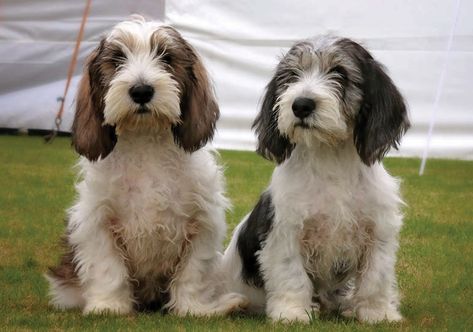 Petite Basset Griffon Vendeen, Basset Griffon Vendeen, Nice Animals, Dog Types, Basset Griffon, Petit Basset Griffon Vendeen, Griffon Dog, Dog Breeding, Hound Breeds