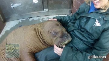 Better Than a Bucket Funny Walrus, Baby Walrus, Animal Babies, Special Friends, Life Video, The Staff, Coney Island, Animal Friends, Amazing Animals