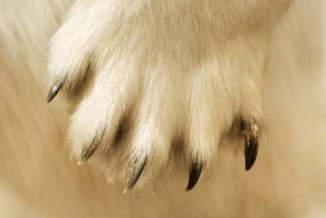 Polar Bear Paw, Bear Paw, Polar Bear, Animal Kingdom, Animals