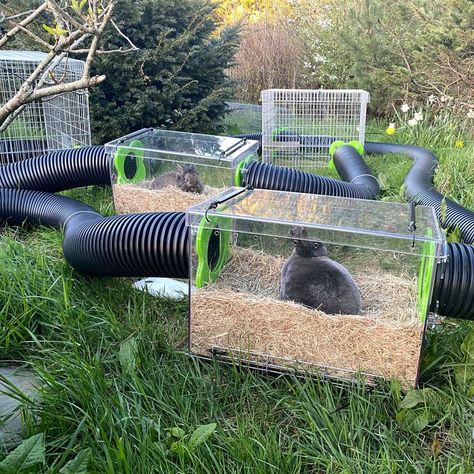 Rabbit Habitat Ideas, Rabbit Dig Box Ideas, Bunny Dig Box Ideas, Rabbit Area Indoor, Rabbit Digging Box Ideas, Rabbit Shed Ideas, Rabbit Cage Setup, Rabbit Playground, Rabbit Cages Outdoor