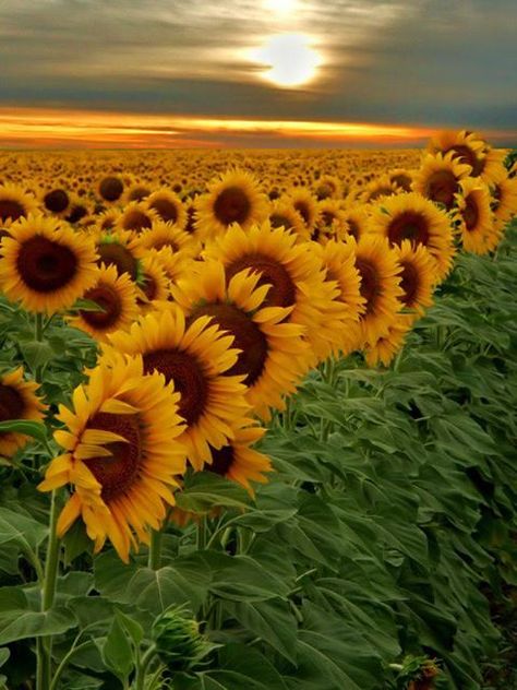 Photo: Sunflowers don't just rejuvenate the soul. Did you know that planting a single crop of sunflowers can return barren soil to fertility?   <3 Dream Catchers Matka Natura, Meteor Garden 2018, Sunflower Fields, Alam Semula Jadi, Mellow Yellow, Flower Field, Love Flowers, The Words, Pretty Flowers