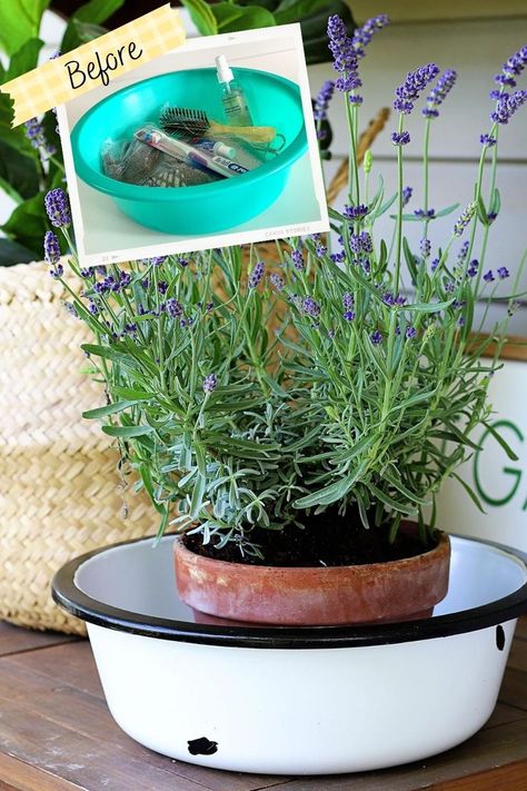 Lavender plant in a DIY enamelware bowl. Repurpose Enamelware, Vintage Enamelware Decor Ideas, Enamel Pots Repurpose, Decorating With Enamelware, Enamel Bowl Decor Ideas, Vintage Enamelware Decor, Thrift Store Makeover Ideas, Enamelware Decor, Upcycled Thrift