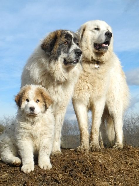 Ask the Shepherd~Livestock Guardian Dogs with Hannah Smith Miniature Donkeys, Hannah Smith, Pyrenean Mountain Dog, Flock Of Sheep, Livestock Guardian Dog, Livestock Guardian, Great Pyrenees Dog, Smith Family, Anatolian Shepherd