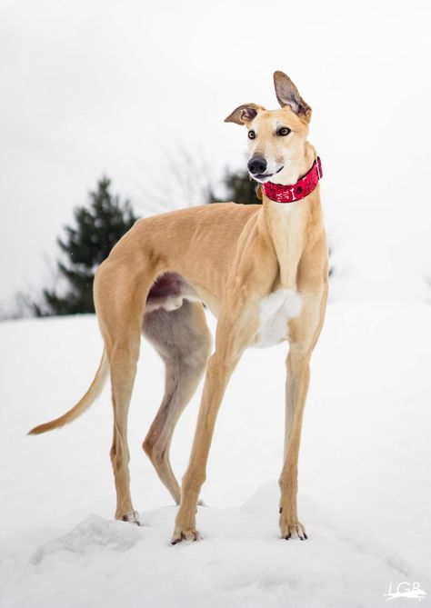 Greyhound. Gray Hound, Healthiest Dog Breeds, Greyhound Pictures, Greyhound Puppy, Sight Hounds, Hound Breeds, Grey Hound Dog, Italian Greyhound, Hound Dog