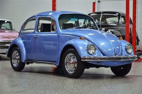 1969 Vw Beetle, Volkswagon Van, Volkswagen 1600, Beetle Vw, Vw Super Beetle, Vw Sedan, Vw Classic, Volkswagen Karmann Ghia, Beetle Car