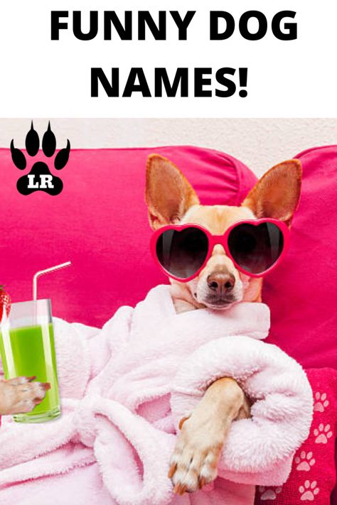 100+ Funny Dog Names | Labrottie.com Funny Dog Names Boy, Funny Names For Dogs, Funny Girl Dog Names, S Boy Names, Puppy Girl Names, Funny Dog Names, Dachshund Puppy Funny, Boy Dog Names, Girl Dog Names