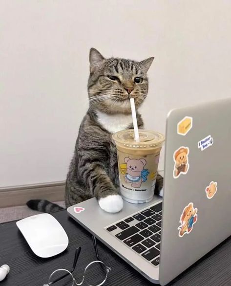 cats with jobs 🛠 (@CatWorkers) on X Cats With Jobs, Cat Dentist, Cats With Computers, Cat Using Laptop, Cat In Car Funny, Cats Driving Cars, Funny Cat Work Memes, Cat Work, Cat Aesthetic