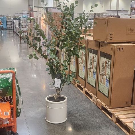 Studio McGee - Hearth & Hand - Target Finds 🎯 | Have you seen the Costco Faux 6.5' Eucalyptus Tree | Facebook Costco Finds, Faux Eucalyptus, Eucalyptus Tree, Target Finds, Hearth And Hand, Studio Mcgee, Have You Seen, Target, Vase