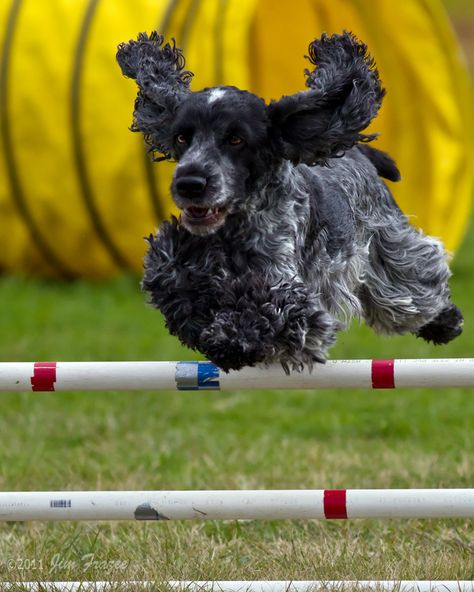 Blue Roan English Cocker por Jim Frazee en Flickr … Blue Roan English Cocker Spaniel, English Springer Spaniel Puppy, Field Spaniel, Springer Spaniel Puppies, Working Cocker, American Cocker Spaniel, Blue Roan, Cocker Spaniel Puppies, Cocker Spaniel Dog