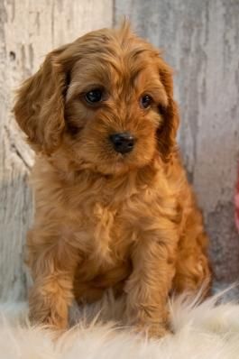 Carla - Cavapoo Puppy for Sale in Spencerville, IN | Lancaster Puppies Cavapoo Puppy, Cavapoo Puppies For Sale, Cavapoo Puppies, Handsome Arab Men, Lancaster Puppies, Arab Men, Miniature Poodle, Puppy For Sale, Puppies For Sale