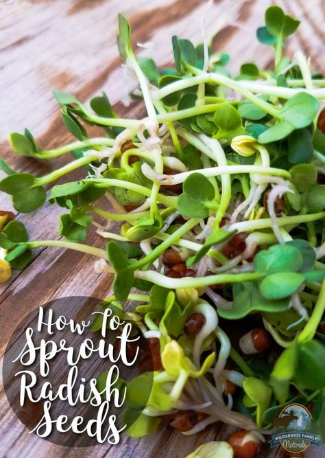 How To Sprout Radish Seeds | My mother called them mermaid hair... We never had a shortage of mermaid hair (aka alfalfa sprouts) in the fridge. Sprouts, essentially a micro-green, are insanely nutritious. Learn to grow your own, and you never have to be without healthy greens! | /wildernessfam/ Radish Sprouts, Healthy Greens, Growing Sprouts, Alfalfa Sprouts, Sprouting Seeds, Nutrient Dense Food, Grow Your Own Food, Grow Your Own, My Mother