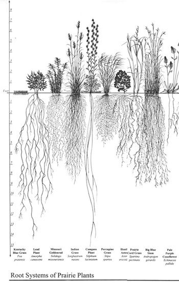 The roots of prairie plants (Source: Wikimedia Commons.) Prairie Plants, Roots Drawing, Prairie Planting, Arte Peculiar, Desain Editorial, Grass Roots, Erosion Control, Plant Tattoo, Root System