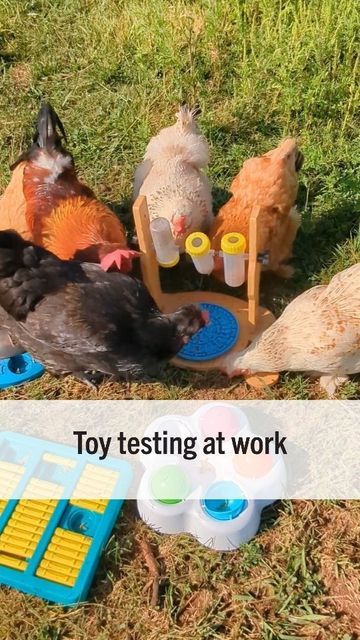 Chicken Yard Toys, Homemade Toys For Chickens, Chicken Enrichment Toys, Hen Enrichment, How To Entertain Chickens, Chicken Bike Wheel Toy, Chicken Toys, Puzzle Mat, Puzzle Toys