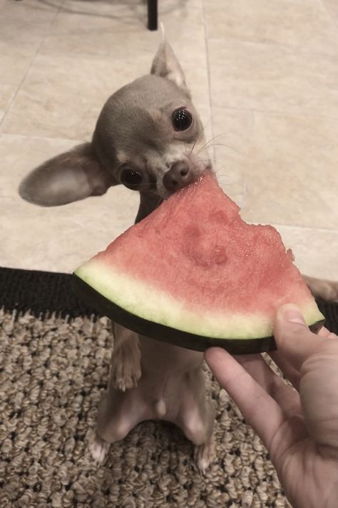 Chihuahua eating watermelon like a boss Small Chihuahua, Chihuahua Training, Dog Trends, Eating Watermelon, Teacup Chihuahua, Cute Chihuahua, Chihuahua Love, Chihuahua Puppies, Sweet Dogs