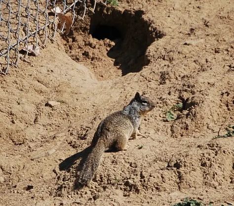 How to Get Rid of Ground Squirrels - Complete Guide for 2023 Get Rid Of Squirrels, Ground Squirrel, Natural Repellent, Rodents, Squirrels, Animals, Art, Nature