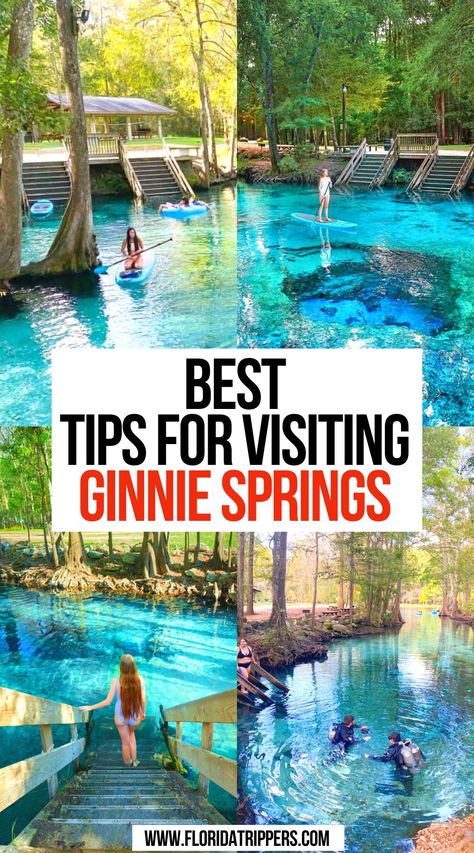 Best Tips for Visiting Ginnie Springs Ginnie Springs Florida, Florida Manatees, Springs In Florida, Ginnie Springs, Devils Eye, Florida Vacation Spots, Florida Travel Destinations, Florida Travel Guide, Florida Camping