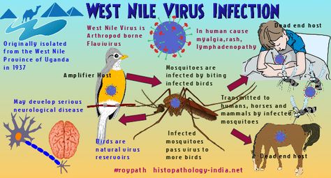 West Nile Virus, Infectious Diseases, Online Doctor, Arthropods, Herbal Remedies, Side Effects, Disease, Horses, Human