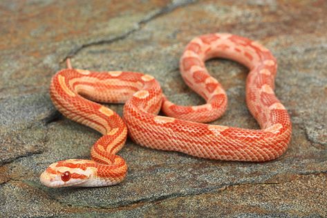 Cornsnake Morphs, Pretty Snakes, Dinosaur Pictures, Corn Snake, Snake Lovers, Cute Snake, Cute Reptiles, Pet Snake, Reptile Snakes