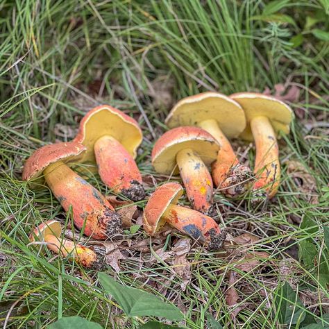 Minnesota Mushrooms, Foraging Guide, Mushroom Guide, Edible Wild Mushrooms, Wild Mushroom Recipes, Mushroom Species, Mushroom Identification, Poisonous Mushrooms, Chicken Of The Woods