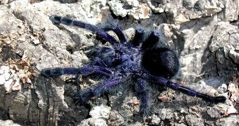 Avicularia purpurea 101: Care, Enclosure, Temperament & More Purple Tarantula, Pink Toe Tarantula, Tarantula Enclosure, Exotic Pet, Pink Toes, Arthropods, Amazon Rainforest, Arachnids, Aesthetic Stuff