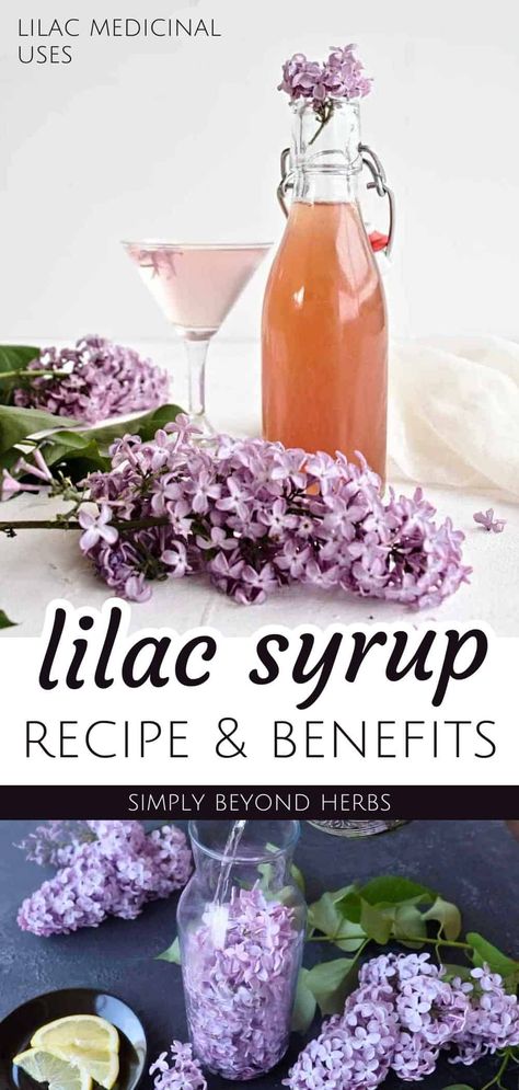 Immerse yourself in the fragrance of spring with our Lilac Syrup Recipe, a highlight of Lilac Recipes & Lilac Medicinal Uses. This simple syrup captures the essence of lilac flowers, perfect for enhancing baked goods, herbal drinks, and cocktails. Made with raw honey, it's a delightful representation of edible flowers and a beautiful DIY gift. Explore more healing flowers and herbal syrups at simplybeyondherbs.com Lilac Syrup Recipe, Lilac Simple Syrup, Herbal Syrups, Lilac Recipes, Lilac Syrup, Lilac Tea, Homemade Syrups, Raw Meals, Herbal Drink