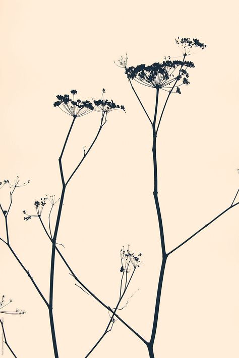 Fennel Flower Drawing, Ink Drawing Ideas, Fennel Flower, Botanisches Tattoo, Botanical Images, Pastel Graphic, Graphic Flowers, Ink Flowers, Flower Art Drawing