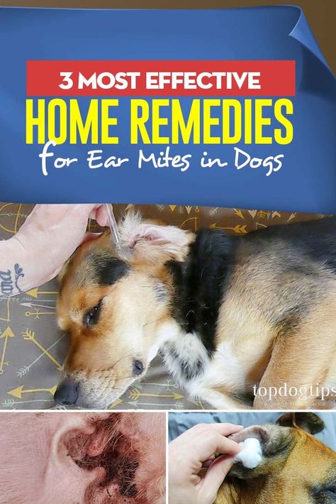 3 Best Home Remedies for Ear Mites in Dogs Natural Ear Mite Remedy Dogs, Dog Ear Itching Remedies, Ear Mites In Dogs Remedies Home, Ear Mites In Dogs Remedies, Yeast In Dogs Ears, Ear Mites In Dogs, Dog Ear Cleaner Homemade, Itchy Dog Ears, Yeast In Dogs