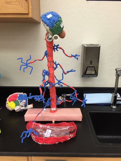 Kids can make their own model of the nervous system with this project... Nervous System School Project, Nervous System Model Project, Nervous System Activities For Kids, Nervous System Craft, Nervous System Model, Nervous System Projects, Neuron Model, Human Body Science Projects, Body Systems Project