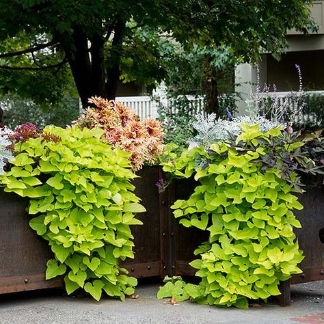 Whether you want an outdoor container plant or an indoor container plant, this list of plant ideas that grow well in containers will help you. Turns out, things like water lilies, sweet potatoes, and celery really do thrive in containers. Potato Vines, Container Gardening Flowers, Have Inspiration, Garden Containers, Container Flowers, Container Plants, Sweet Potatoes, Outdoor Plants, Dream Garden