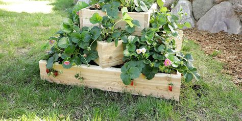 Tiered Strawberry Planter, Strawberry Planters Diy, Strawberry Planter, Living Wreath, Tiered Planter, Planter Diy, Strawberry Planters, Diy Planter Box, Strawberry Garden