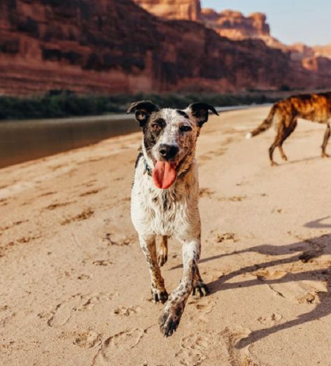 Rescue Dog Quotes, Service Dogs Breeds, Desert Wanderer, Rescue Dogs For Adoption, Pool Photoshoot, Dog Rescue Stories, Adventure Pack, Snowy Field, Dog Pack