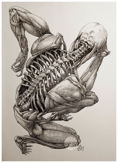 ArtStation - The Thinker from Beyond, Mau Vasconcellos Surgical Illustration, Medical Diagrams, Face References, Skeleton Drawings, Reference Pics, Human Anatomy Drawing, Human Anatomy Art, Anatomy Sketches, Anatomy For Artists